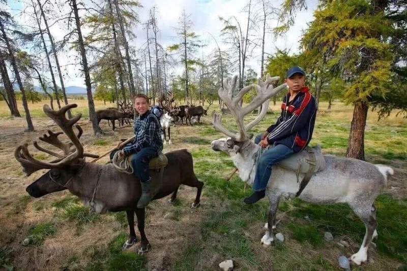Электронный учет поголовья оленьего стада начался в Хабаровском крае 